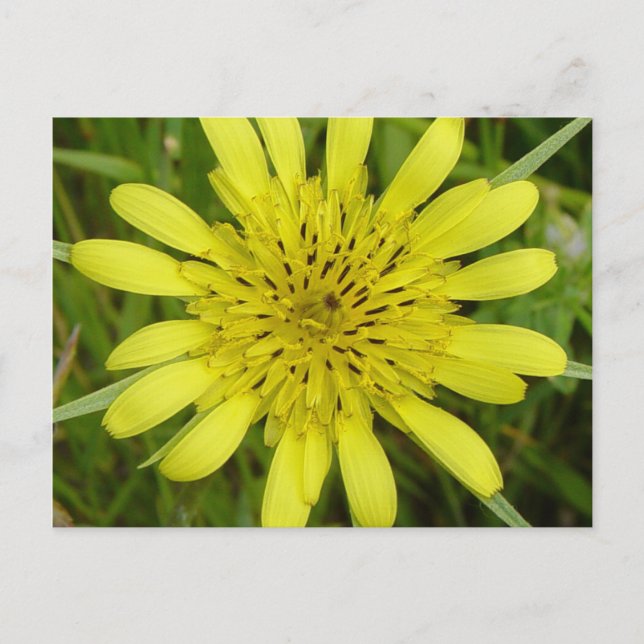 Carte Postale F9 Barbe de chèvre Fleur sauvage jaune (Devant)