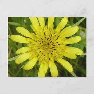 Carte Postale F9 Fleur sauvage jaune barbe-de-bouc