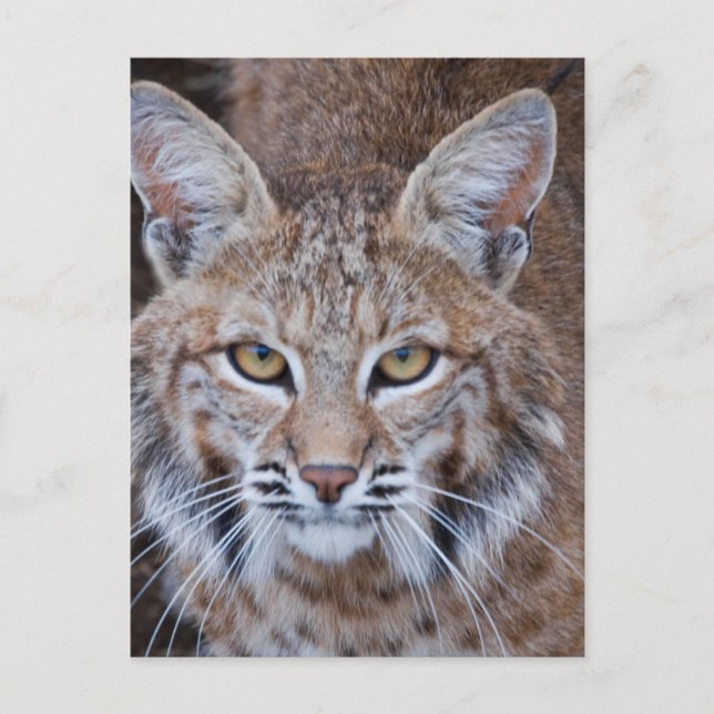 Carte Postale Face Bobcat (Devant)