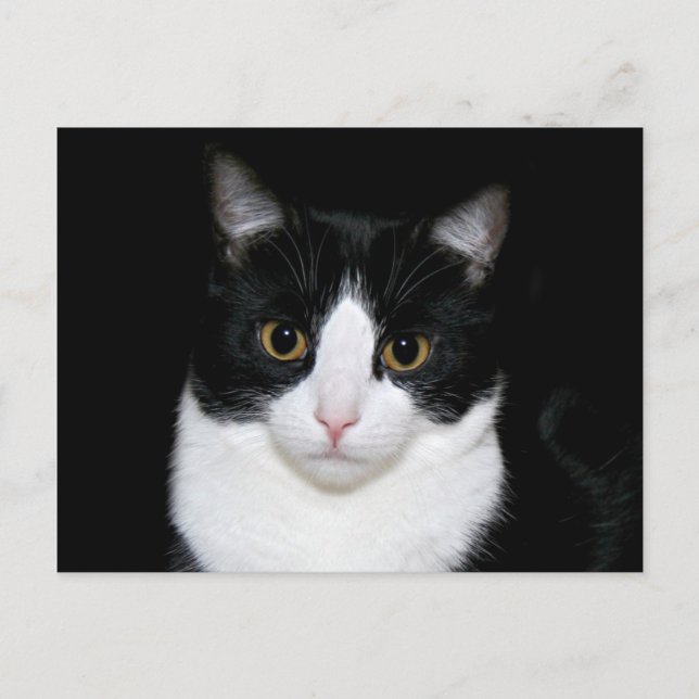 Carte Postale Face de chat (Devant)