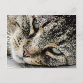 Carte Postale Face de chat