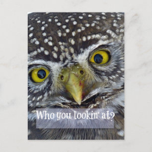 Carte Postale Face de chouette