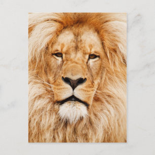 Carte Postale Face des lions