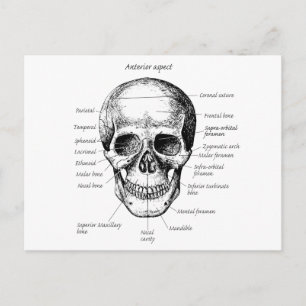 Carte Postale Face Détails du crâne
