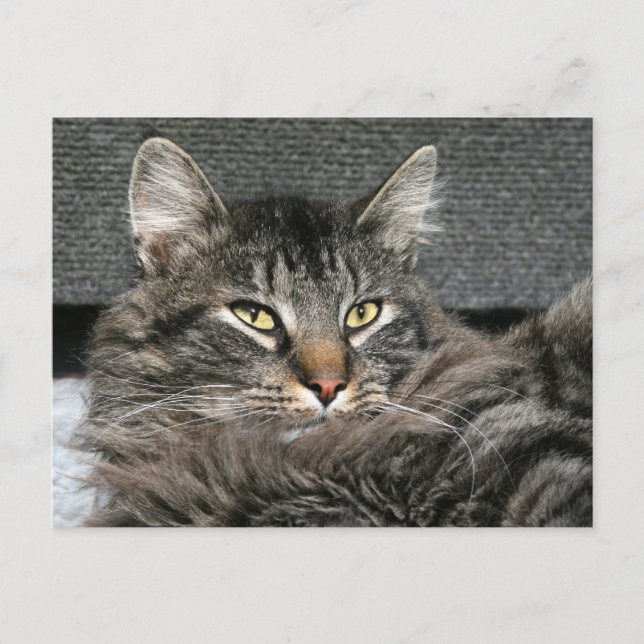 Carte Postale Face du chat Maine Coon (Devant)
