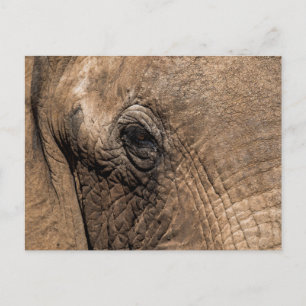 Carte Postale Face d'un éléphant