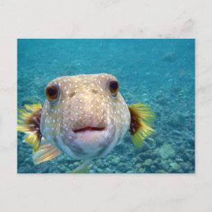 Carte Postale Face haute d'un Puffer Fish Arothron Hispidus