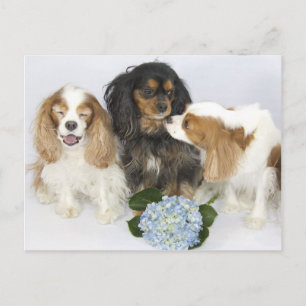 Carte Postale Faces Drôle Cavalier Roi Charles Espagnols