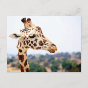 CARTE POSTALE FAIM GIRAFFE
