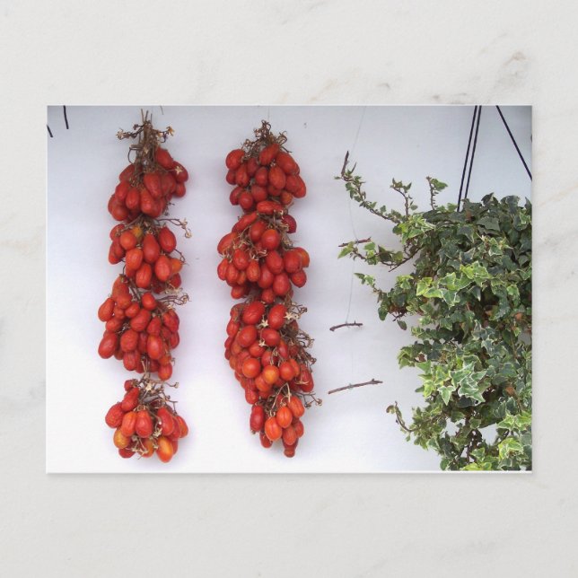 Carte Postale Faire des tomates séchées au soleil (Devant)