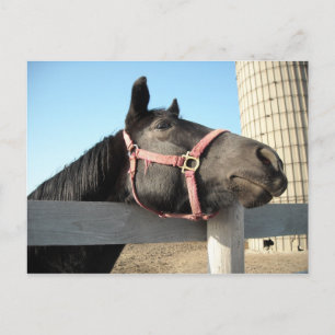 Carte Postale Faire les fous