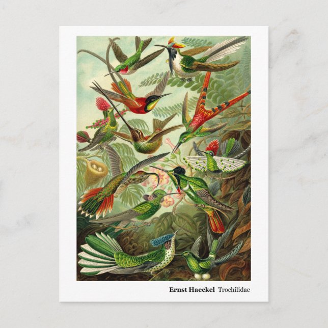Carte Postale Faire-part Adresse de colibris de Trochilidae d'Ernst Haeckel (Devant)