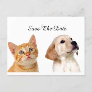 Carte Postale Faire-part Beaux chiot et chat