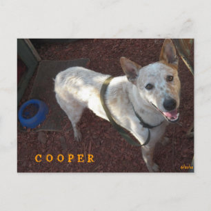 CARTE POSTALE FAIRE-PART BIENVENUE DANS VOTRE NOUVEAU CHEZ-VOUS COOPER