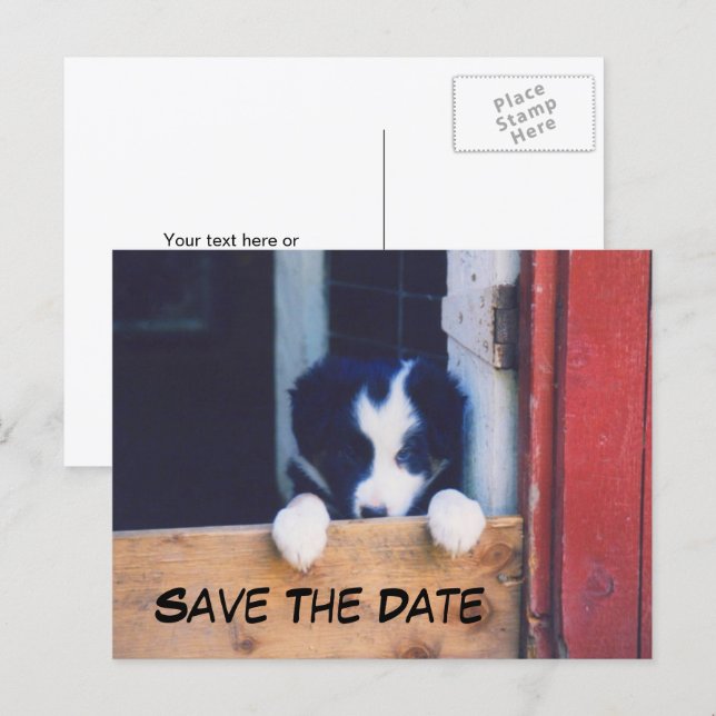 Carte Postale Faire-part Border Collie Dog Save The Date (Devant / Derrière)