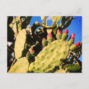 Carte Postale Faire-part Cactus saguaro, plantes cactus 