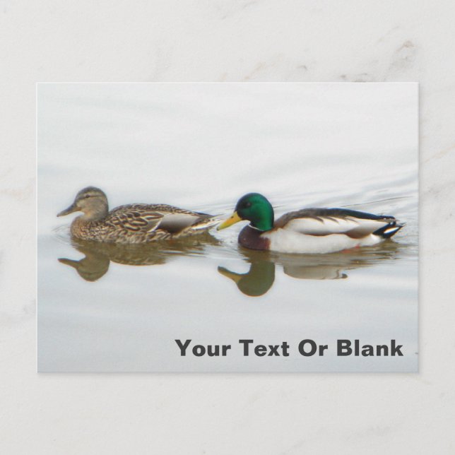 Carte Postale Faire-part Canards colverts (Devant)