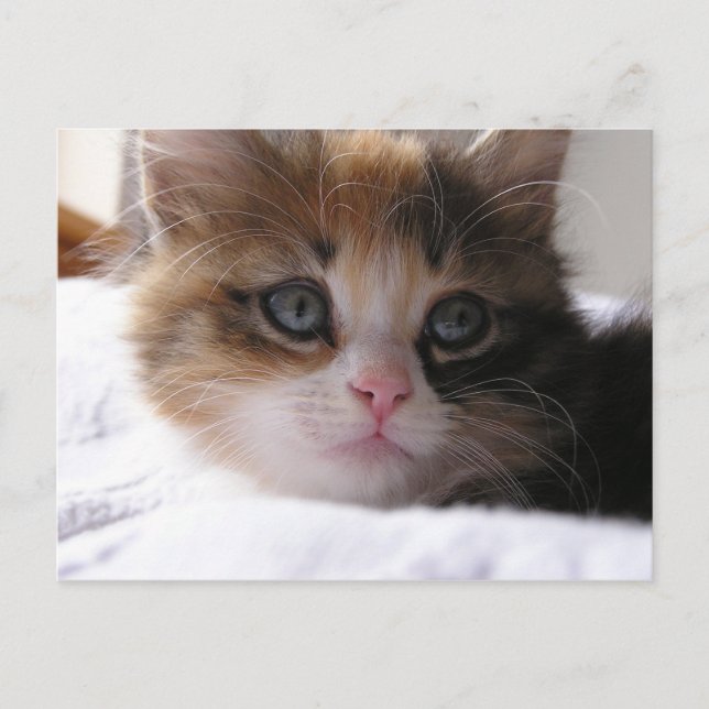 Carte Postale Faire-part Chaton d'abri (Devant)