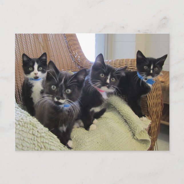 Carte Postale Faire-part Chatons noirs et blancs 2014 (Devant)