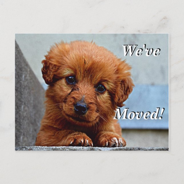 Carte Postale Faire-part Chiot maltais Nous avons déplacé une nouvelle adre (Devant)