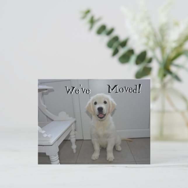 Carte Postale Faire-part Chiot Retriever Nous avons déplacé une nouvelle ad (Debout devant)