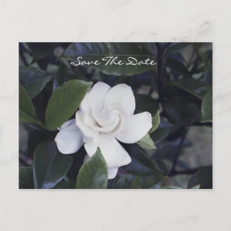 Carte Postale Faire-part Enchanting Gardenia Save The Date Postcard