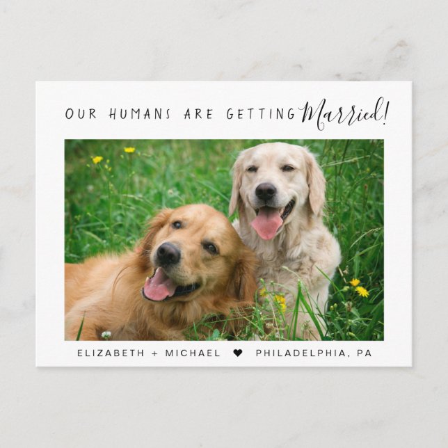 Carte Postale Faire-part Engagement de photo d'animaux de compagnie moderne (Devant)