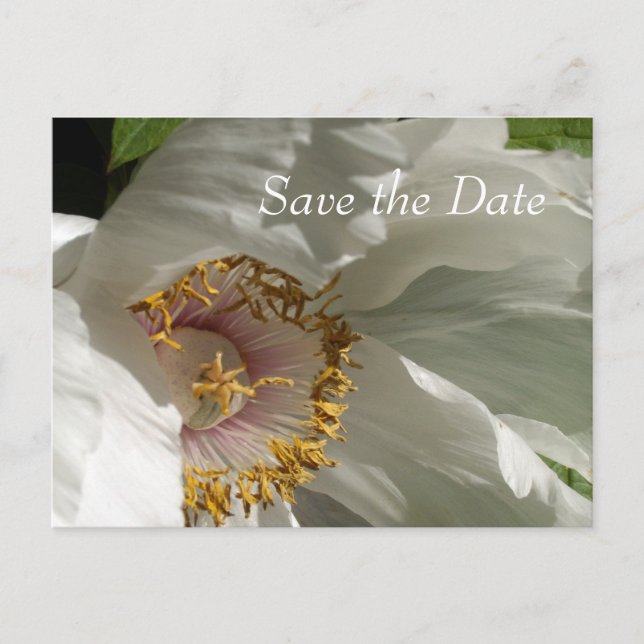 Carte Postale Faire-part Enregistrer la date (Devant)