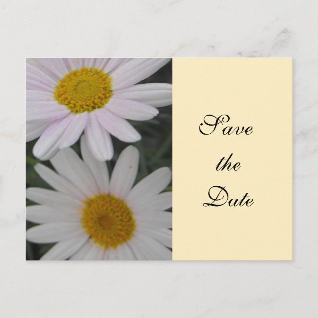 Carte Postale Faire-part enregistrer la date, fleur marguerite (Devant)