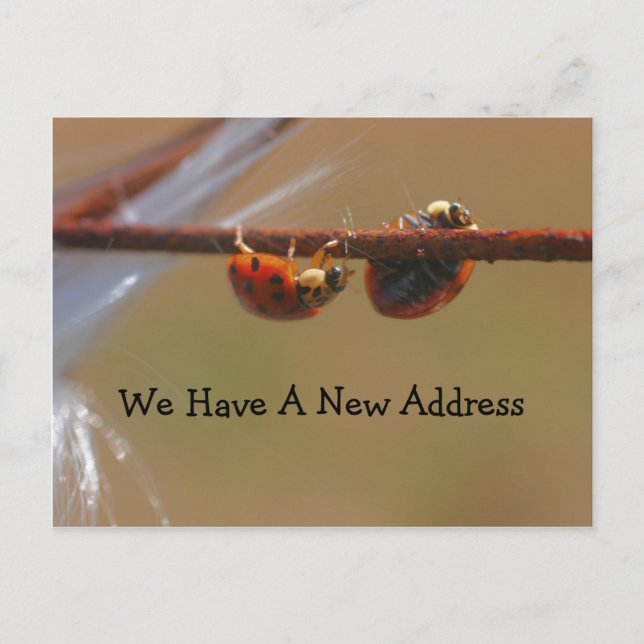 Carte Postale Faire-part Équilibrer Ladybugs Changement D'Adresse (Devant)
