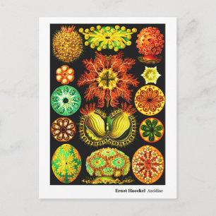 Carte Postale Faire-part Ernst Haeckel Ascidiae