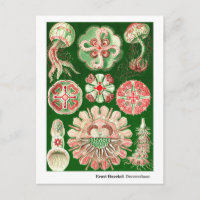 Ernst Haeckel Discomedusae (Aurelia) Nouvelle adre