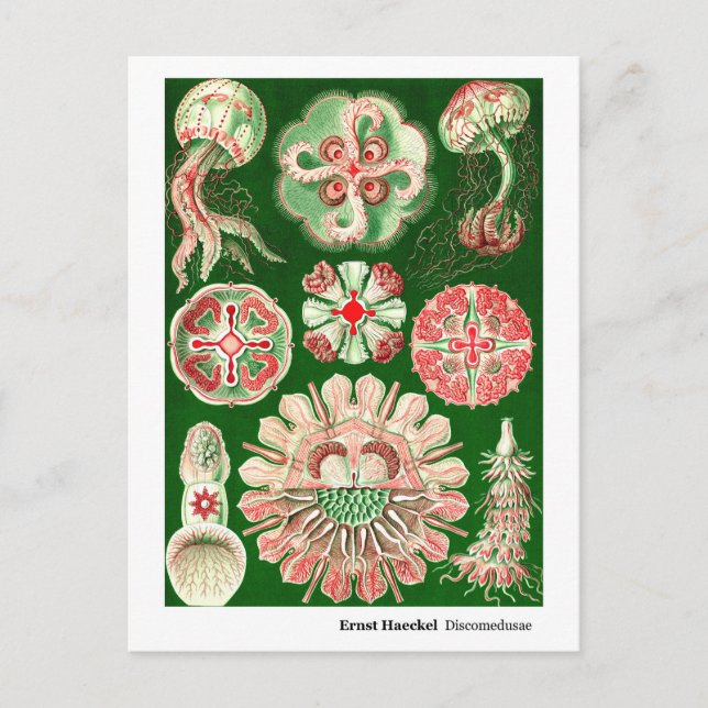 Carte Postale Faire-part Ernst Haeckel Discomedusae (Aurelia) Nouvelle adre (Devant)