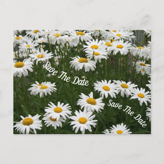 Carte Postale Faire-part Fleur de marguerite d'été Enregistrer la date Cart (Devant)
