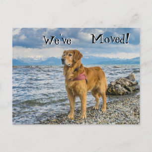 Carte Postale Faire-part Golden retriever à la plage We've Moved