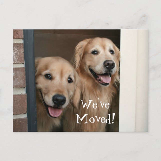 Carte Postale Faire-part Golden Retriever Nous avons déplacé une nouvelle a (Devant)