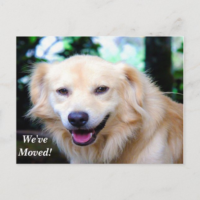 Carte Postale Faire-part Golden Retriever Nous avons déplacé une nouvelle a (Devant)