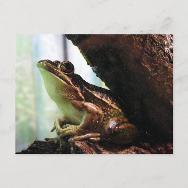Carte Postale Faire-part Grenouille de cloche verte et d'or (Devant)
