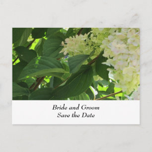 Carte Postale Faire-part Hydrangeas Mariage Blanc