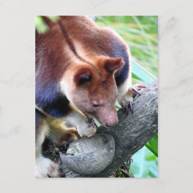 Carte Postale Faire-part Kangourou d'arbre (Devant)