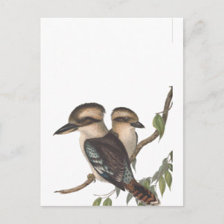 Carte Postale Faire-part Kookaburra géant d'Australie