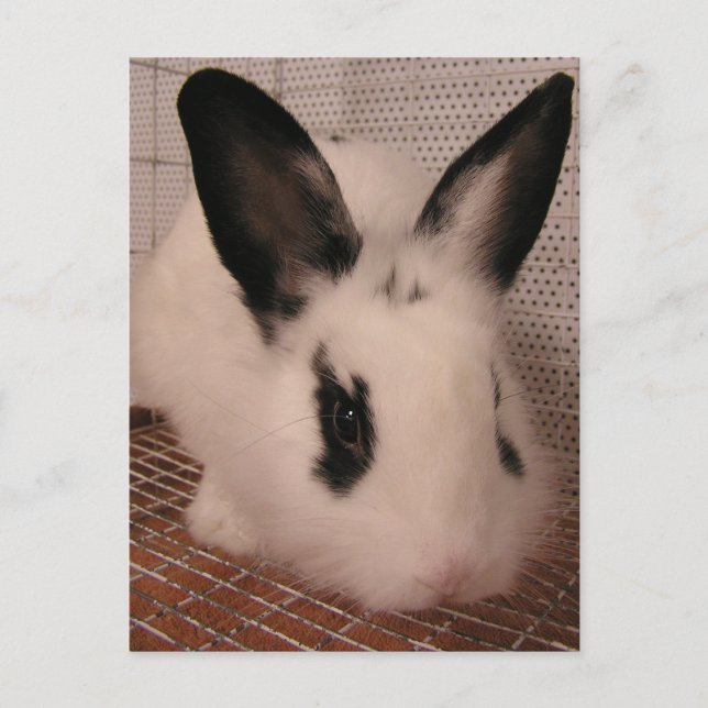 Carte Postale Faire-part Lapin (Devant)