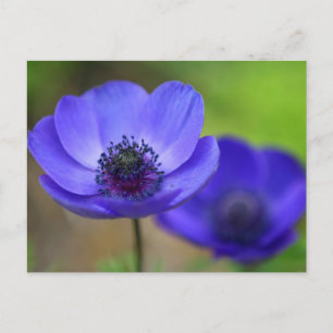 Carte Postale Faire-part Les Fleurs De Pavot Bleu Sauvent La Date