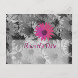 Carte Postale Faire-part marguerite rose enregistrer la date