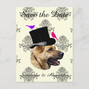 Carte Postale Faire-part Mariage amusant chien du marié  save the date