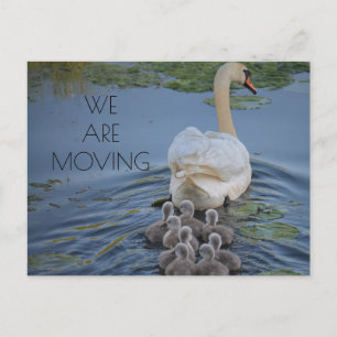 Carte Postale Faire-part Mère Swan Baby Cygnets Eau Changement d'adresse