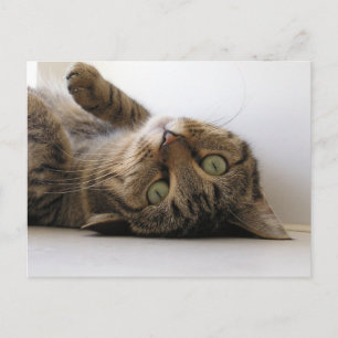 Carte Postale Faire-part Molly