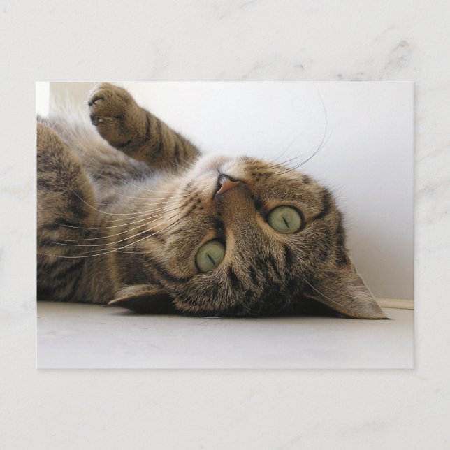 Carte Postale Faire-part Molly (Devant)