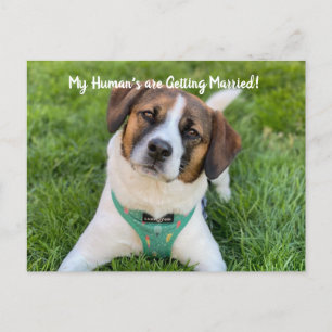 Carte Postale Faire-part Mon humain se marie Photo de chien Enregistrer la 