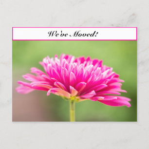 Carte Postale Faire-part Nous avons déménagé Pink Chysanthemum